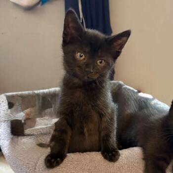 Maxine -  Domestic Short Hair Cat for Adoption in Dayton, Ohio - Maxine | PetCurious