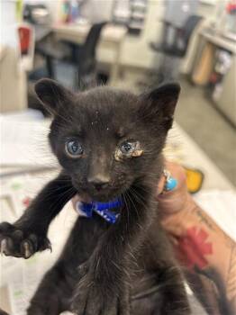EVAN -  Domestic Short Hair Cat for Adoption in San Antonio, Texas - EVAN | PetCurious