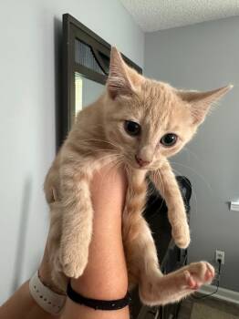 Rescue Domestic Short Hair Cats for Adoption in Fayetteville, Tennessee - Yeti | PetCurious