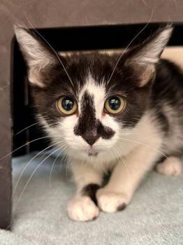 Toaster Strudel -  Domestic Short Hair Cat for Adoption in Wichita, Kansas - Toaster Strudel | PetCurious