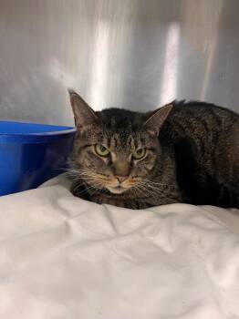 Domestic Medium Hair Cats Available for Adoption in Danielsville, Georgia - Deedee | PetCurious