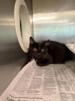 JHONNY -  Domestic Long Hair and Domestic Short Hair Cat for Adoption in Houston, Texas - JHONNY | PetCurious