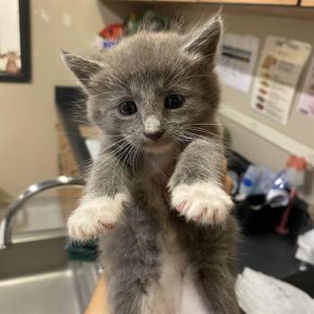 Rescue Domestic Long Hair Cats for Adoption in Modesto, California - A603593 | PetCurious