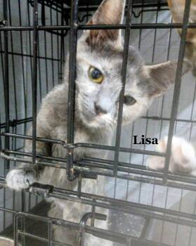 Lisa -  Tortoiseshell and Domestic Short Hair Cat for Adoption in Morehead, Kentucky - Lisa | PetCurious