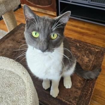 Tyler -  Domestic Short Hair Cat for Adoption in Huntington, New York - Tyler | PetCurious