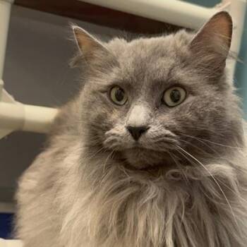 Domestic Long Hair and Domestic Short Hair Cats Available for Adoption in Janesville, Wisconsin - Darla | PetCurious
