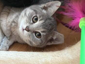 Rescue Tabby Cats for Adoption in Medina, Ohio - Grace Kelly | PetCurious