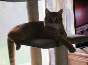 Domestic Short Hair Cats Available for Adoption in Union Gap, Washington - Prowler | PetCurious