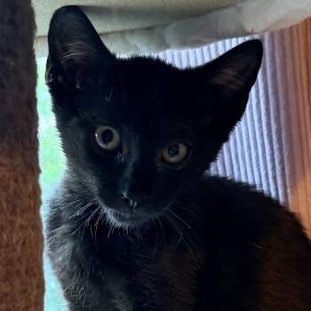 Ziggy -  Domestic Short Hair Cat for Adoption in San Diego, California - Ziggy | PetCurious