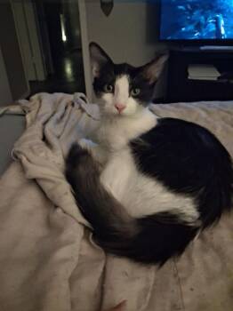 Sam I Am -  Domestic Medium Hair Cat for Adoption in Dallas, Texas - Sam I Am | PetCurious