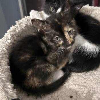 Domestic Short Hair Cats Available for Adoption in Missouri City, Texas - Angie | PetCurious
