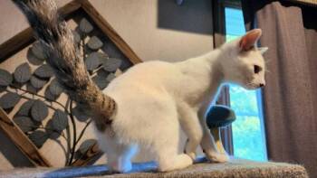 Chihior -  Domestic Short Hair Cat for Adoption in Knoxville, Tennessee - Chihior | PetCurious