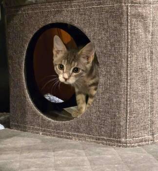 Rescue Domestic Short Hair Cats for Adoption in Sioux Falls, South Dakota - Kubota | PetCurious