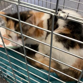 Barrow 1 -  Domestic Short Hair Cat for Adoption in Montgomery, Alabama - Barrow 1 | PetCurious