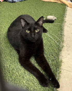 Rescue Domestic Short Hair Cats for Adoption in Stockton, California - Neo | PetCurious