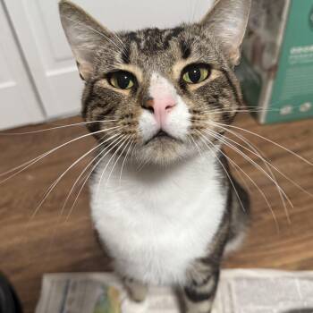 Rescue Domestic Short Hair Cats for Adoption in Buffalo, New York - Buddy | PetCurious
