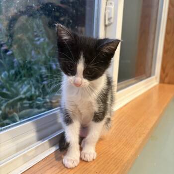 Groot -  Domestic Short Hair Cat for Adoption in Chaska, Minnesota - Groot | PetCurious