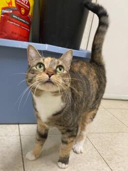 Luella -  Domestic Short Hair Cat for Adoption in Fall River, Massachusetts - Luella | PetCurious