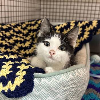 Ibadoo -  Domestic Short Hair Cat for Adoption in Chilliwack, British Columbia - Ibadoo | PetCurious