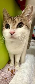 Domestic Short Hair Cats Available for Adoption - Lancelot | PetCurious