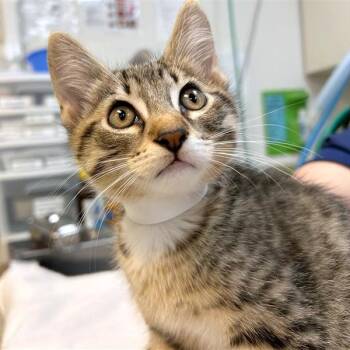 Slippers -  Domestic Short Hair Cat for Adoption in Woodinville, Washington - Slippers | PetCurious