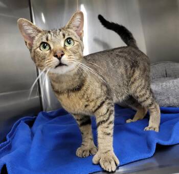 Hans *FIV+* (Polydactyl) -  Tabby Cat for Adoption in Cuyahoga Falls, Ohio - Hans *FIV+* (Polydactyl) | PetCurious