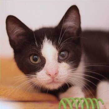 Cashew *Ringworm* -  Domestic Short Hair Cat for Adoption in Philadelphia, Pennsylvania - Cashew *Ringworm* | PetCurious