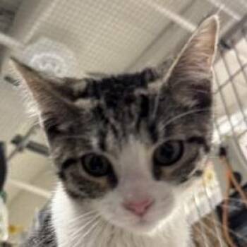Blanche -  Domestic Short Hair Cat for Adoption in New York, New York - Blanche | PetCurious