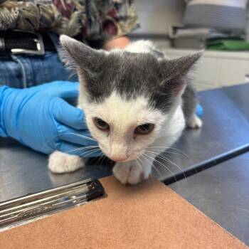 Rescue Domestic Short Hair Cats for Adoption in Ruckersville, Virginia - Enoki | PetCurious