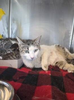 American Shorthair Cats Available for Adoption - 60714112 | PetCurious