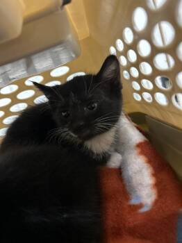 Domestic Short Hair Cats Available for Adoption in Fruit Heights, Utah - Bing | PetCurious