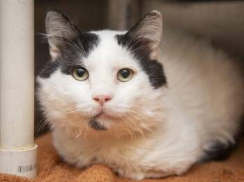 LENNY -  Domestic Short Hair Cat for Adoption in Phoenix, Arizona - LENNY | PetCurious