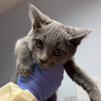 Nesta -  Domestic Short Hair Cat for Adoption in Salt Lake City, Utah - Nesta | PetCurious