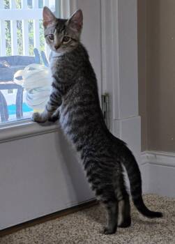 Guacamole -  Domestic Short Hair Cat for Adoption in Saint Charles, Missouri - Guacamole | PetCurious