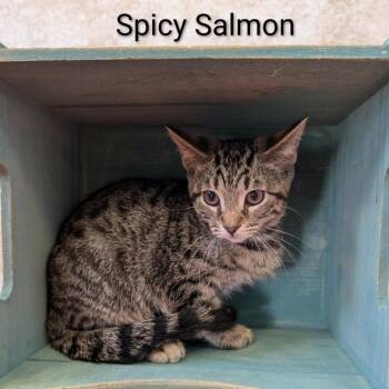 Spicy Salmon -  Domestic Short Hair Cat for Adoption in Parkersburg, West Virginia - Spicy Salmon | PetCurious