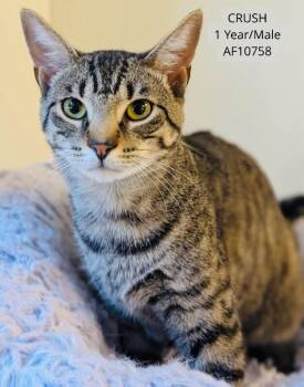 Crush -  Domestic Short Hair Cat for Adoption - Crush | PetCurious