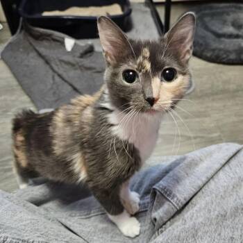 Domestic Short Hair Cats Available for Adoption - Canary | PetCurious