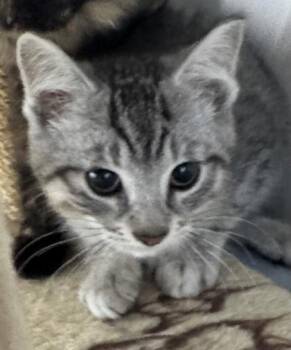 Sassoon -  Domestic Short Hair Cat for Adoption in Erin, Ontario - Sassoon | PetCurious
