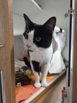 Callie Sparkle -  Domestic Short Hair Cat Available for Adoption in Savannah, Georgia - Callie Sparkle | PetCurious