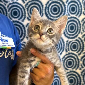 Dove -  Domestic Short Hair Cat for Adoption in Goleta, California - Dove | PetCurious