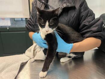 Domestic Short Hair Cats Available for Adoption - SHADOW | PetCurious