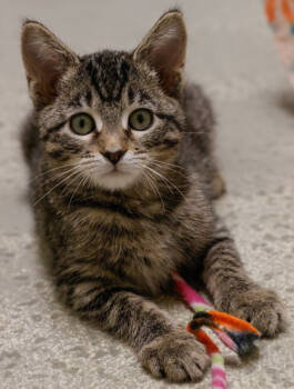 Rescue Domestic Short Hair Cats for Adoption in Verona, Wisconsin - Queen | PetCurious