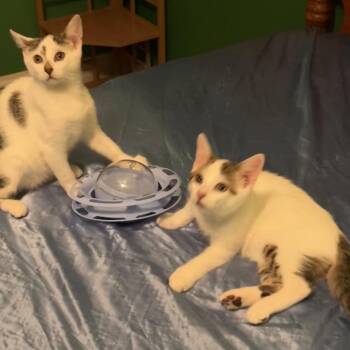 Toyota -  Domestic Short Hair Cat for Adoption in St. Louis, Missouri - Toyota | PetCurious
