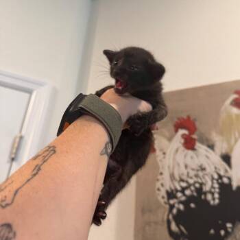 Stromboli -  Domestic Short Hair Cat for Adoption in Port Richey, Florida - Stromboli | PetCurious