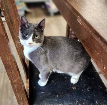 Rescue Domestic Short Hair Cats for Adoption in Parlier, California - Cat 27053 (Kami) | PetCurious