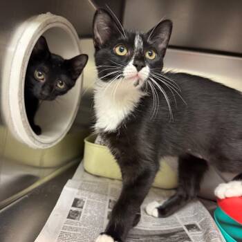 Black Pepper -  Domestic Short Hair Cat for Adoption in Charlottesville, Virginia - Black Pepper | PetCurious