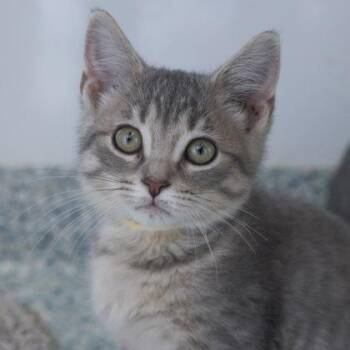 Pita -  Domestic Short Hair Cat for Adoption in Verona, Wisconsin - Pita | PetCurious