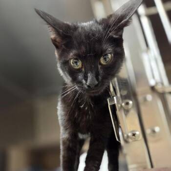 Baguette -  Domestic Short Hair Cat for Adoption in Windsor, Virginia - Baguette | PetCurious