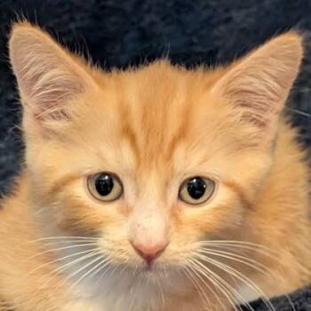 Milo Taylor -  Siamese and Domestic Short Hair Cat Available for Adoption in Wilmington Island, Georgia - Milo Taylor | PetCurious