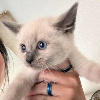 Drew -  Domestic Short Hair and Siamese Cat for Adoption in Yucaipa, California - Drew | PetCurious